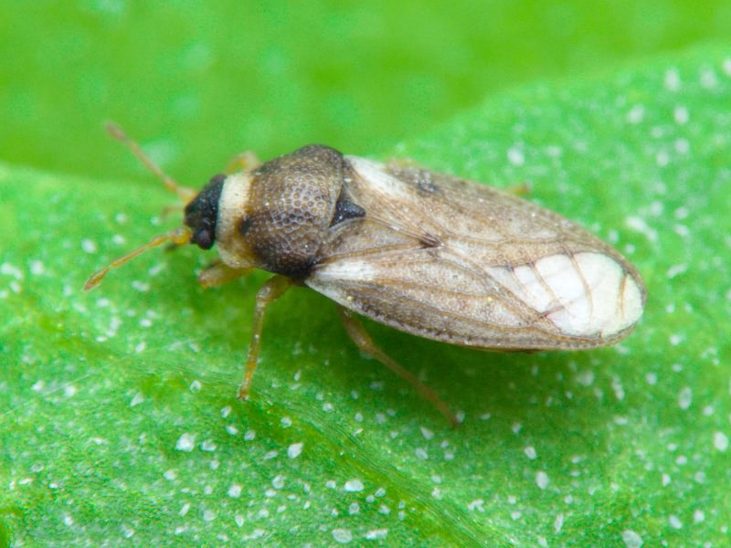 Piesma capitatum (Wolff, 1804)